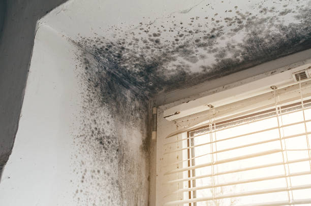 Affordable Mold Remediation solutions in Lexington, MA